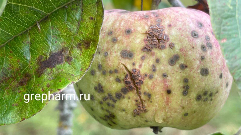 Чем обработать яблоню от болезней и вредителей