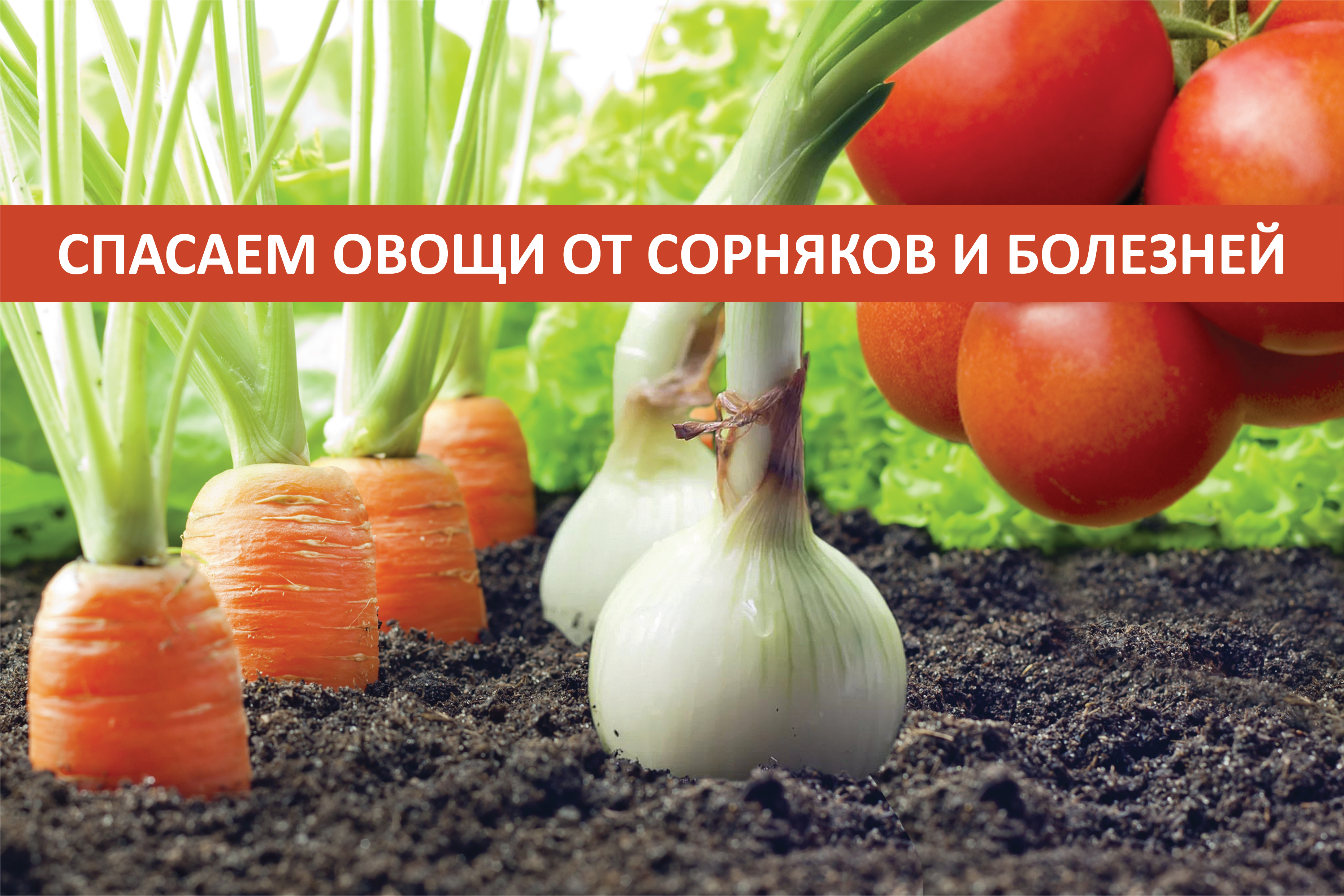 Спасаем овощи и картофель от сорняков и болезней