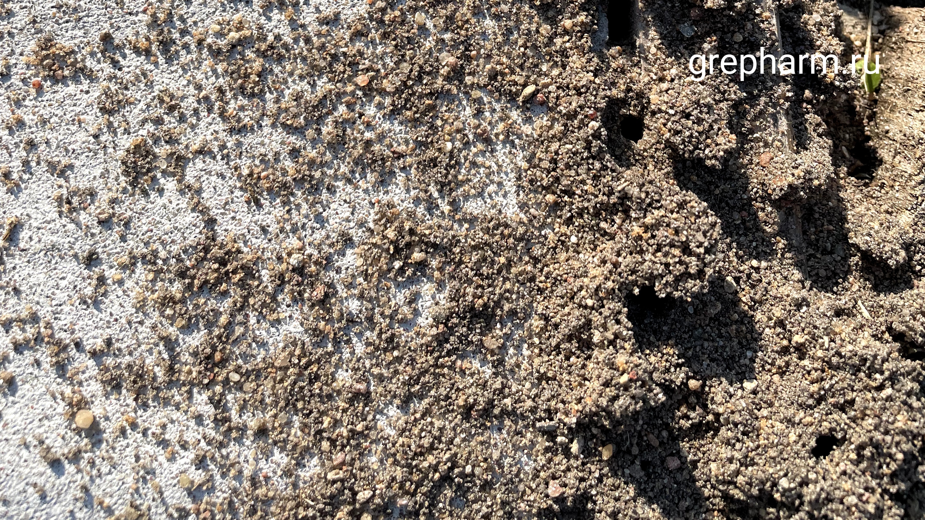 Чем бороться с садовыми муравьями и тлей на даче