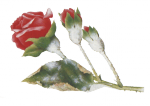 Мучнистая роса на розах
