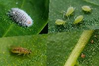 Вредители, угрожающие новинкам комнатных растений